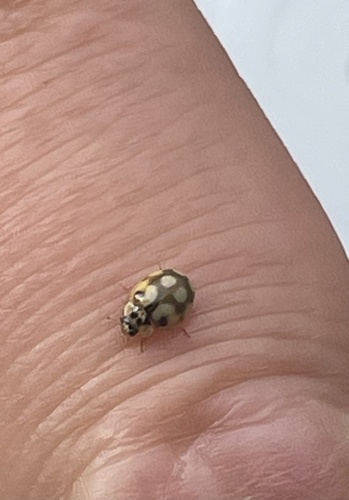 10-spot Ladybird