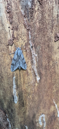 Pine Hawkmoth
