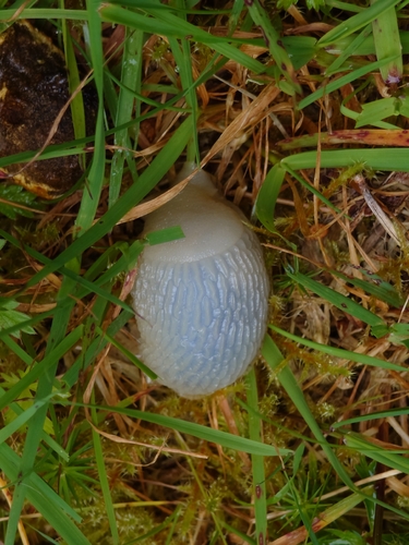 Hedgehog Slug