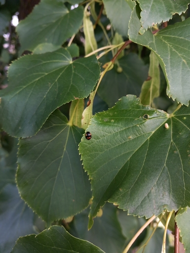 Two-spotted Lady Beetle