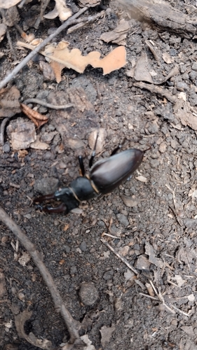 European Stag Beetle
