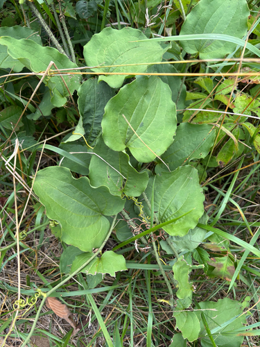 iNaturalist observation photo of bristly greenbrier