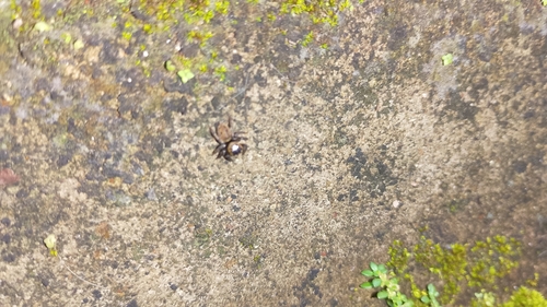 Adanson's House Jumper