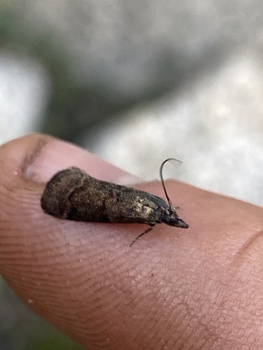 iNaturalist observation photo of Butterflies and Moths