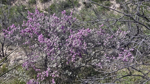 Big Bend Silverleaf