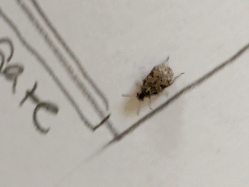 Prosopis Seed Beetle
