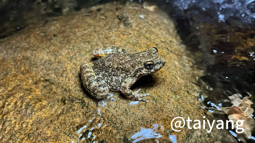 Ye's Spiny-vented Frog