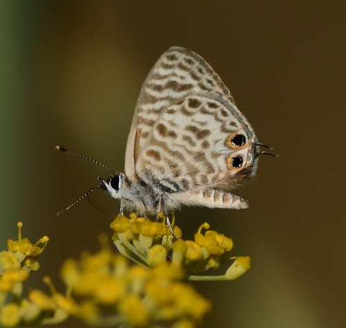Lang's Short-tailed Blue