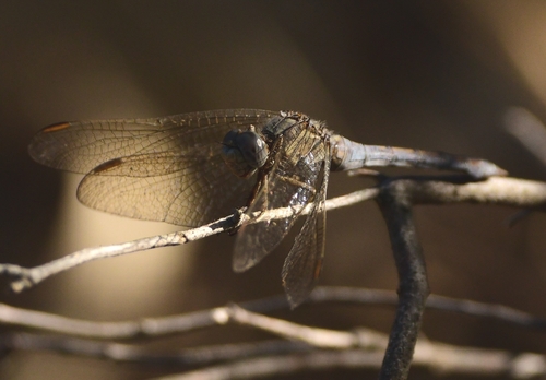 Keeled Skimmer