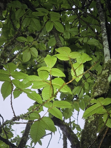 Asian poison ivy