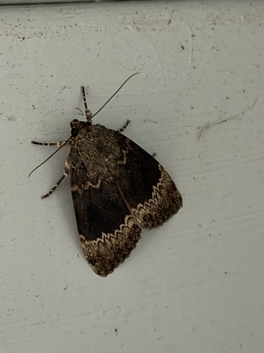 Amphipyra perflua