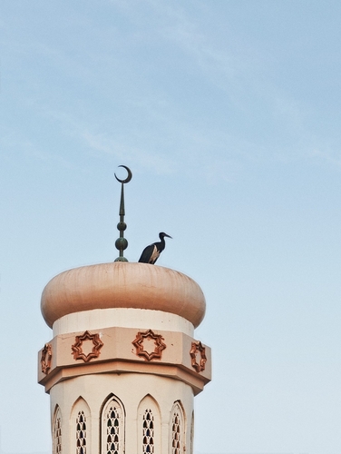 Abdim's Stork
