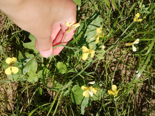 Наблюдение на iNaturalist