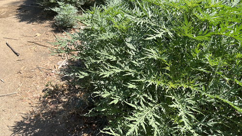 slimleaf bursage