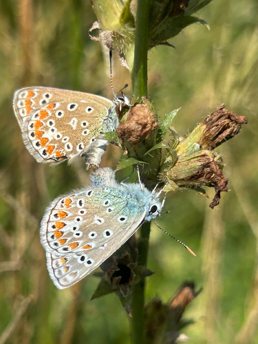 Common Blue