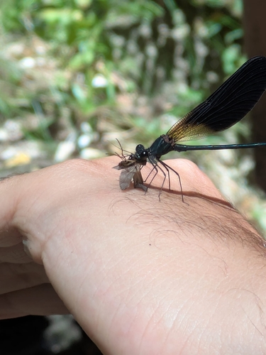 Copper Demoiselle