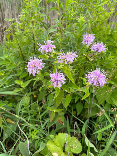 iNaturalist observation photo of wild bergamot
