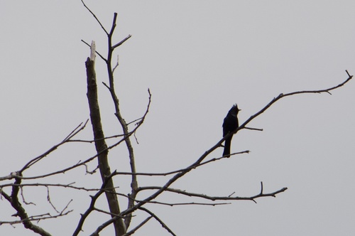 Phainopepla