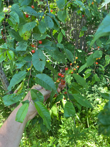 fire cherry