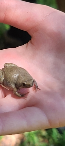 Western Narrow-mouthed Toad