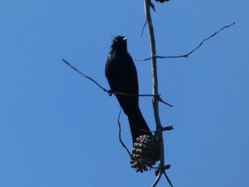Phainopepla