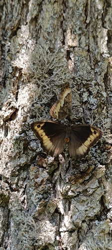 Woodland Grayling