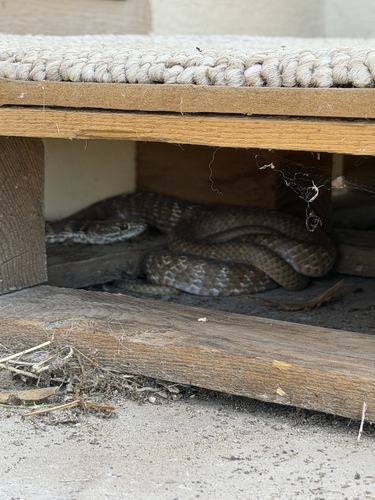 Common Coachwhip
