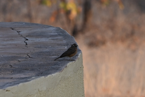 Cinnamon-breasted Bunting