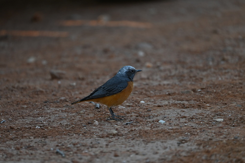 Short-toed Rock-Thrush