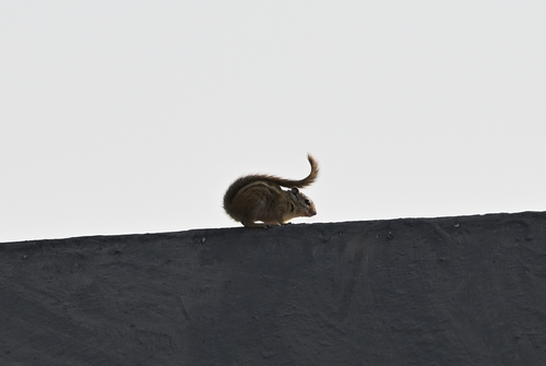 Congo Rope Squirrel