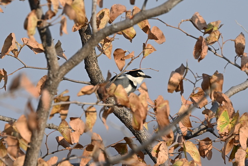 White-tailed Shrike
