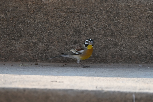 Golden-breasted Bunting