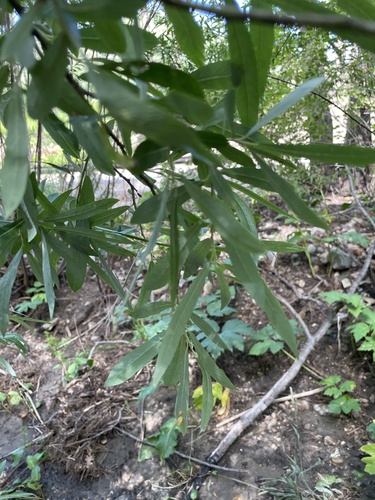 Goodding's willow