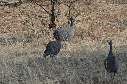 Helmeted Guineafowl