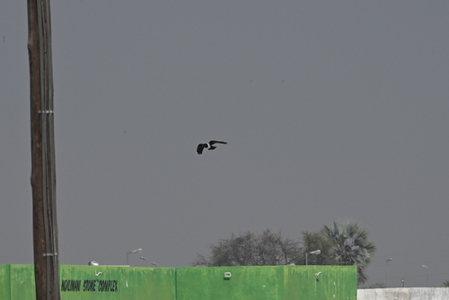 Pied Crow