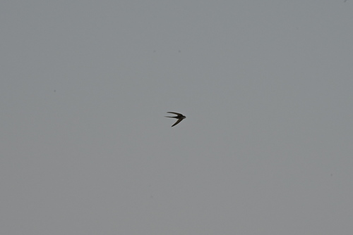 African Palm Swift