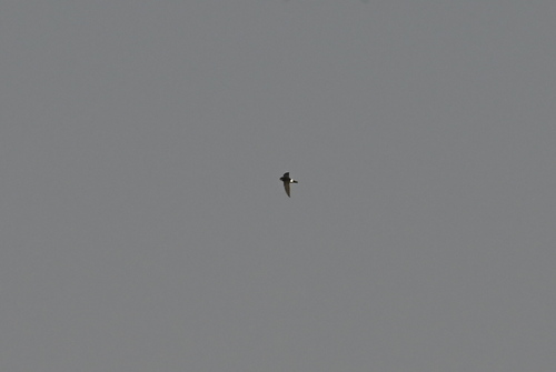 Little Swift