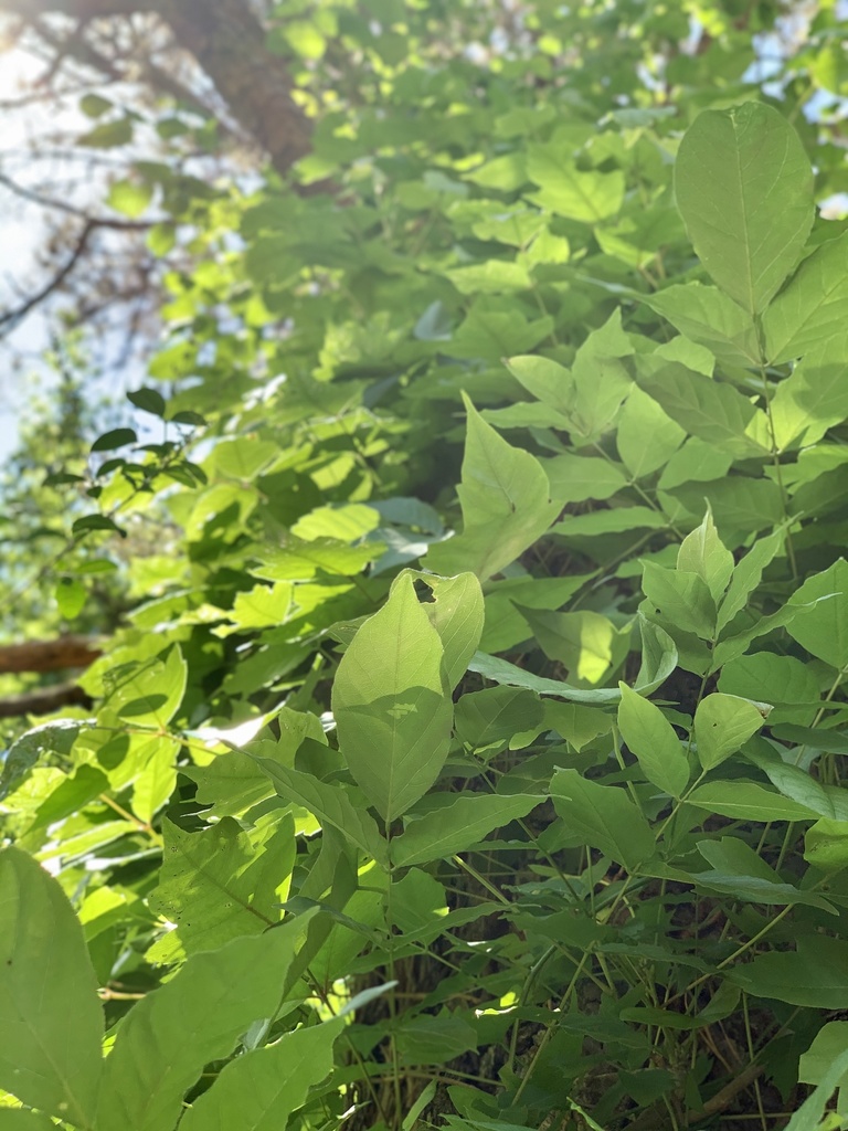 dicots from Old Byram Rd, Byram, MS, US on April 11, 2020 at 1259 PM