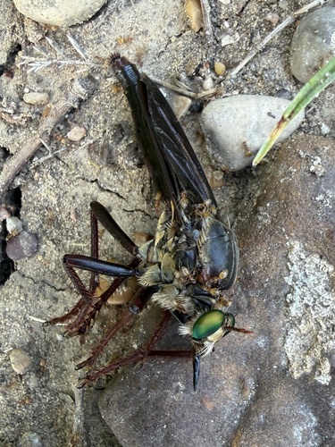 Featured image for “Giant Prairie Robber Fly”