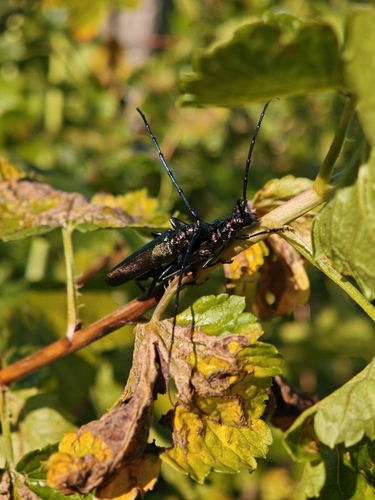 Musk beetle