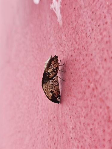 Hapigia cresus