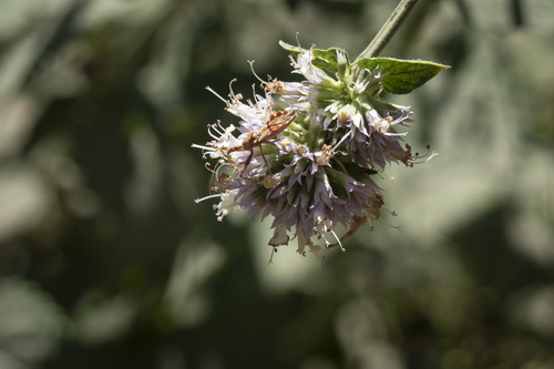 iNaturalist observation photo of Spined Assassin Bug