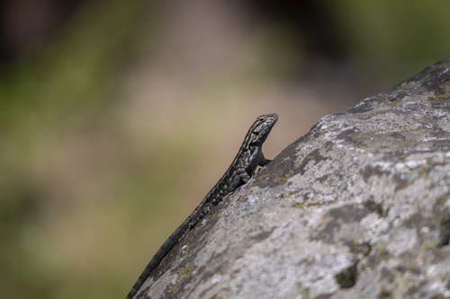 iNaturalist observation photo of Western Fence Lizard