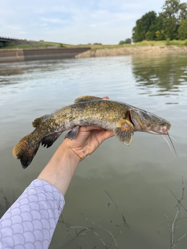 Flathead Catfish