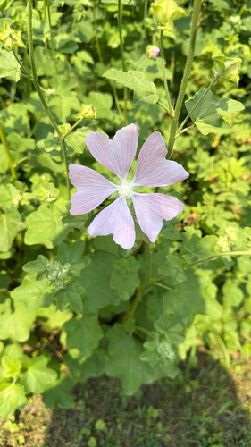 Eastern Tree-mallow