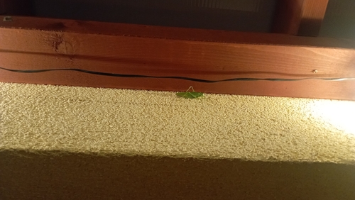 Great Green Bush-cricket