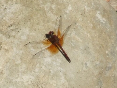 Red Rock Skimmer