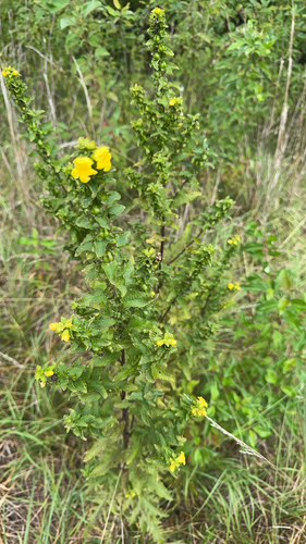 mullein foxglove