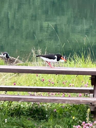 Eurasian Oystercatcher