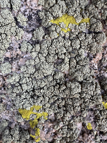 Green Rock-posy